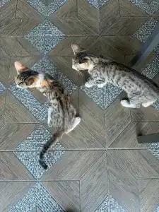 Amons Belek - Adult Only - 80