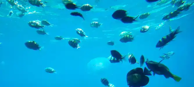 Pickalbatros Aqua Park Resort - 53