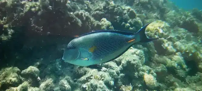 Lotus Bay Resort - 10