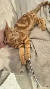 Dobedan World Palace ''Ex Brand Alva Donna World Palace '' - 97