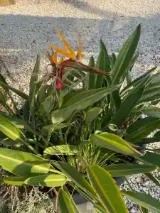 Lara Barut Collection - All Inclusive - 98