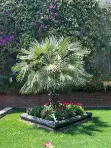 Arum Barut Collection - Ultra All Inclusive - 96