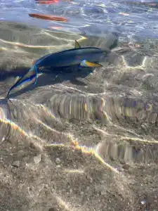 Concorde El Salam Sharm El Sheikh Front - 69