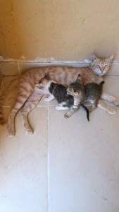 Lemon & Soul Makadi Garden - 57