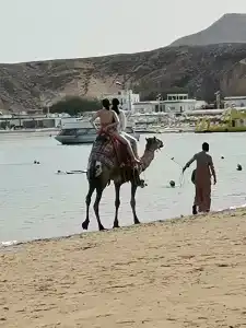 Iberotel Palace - Adults Friendly 16 Years Plus - 8