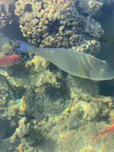 Novotel Sharm El-Sheikh - 33