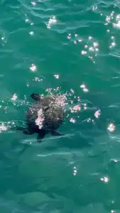 Arcanuss Sorgun - Ultra All Inclusive - 71