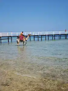 Sunrise Remal Resort - 85