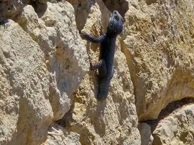 Long Beach Alanya - Ultra All Inclusive - 95