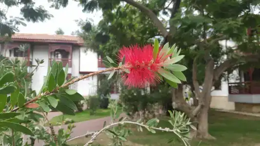 Ali Bey Club Manavgat - 55