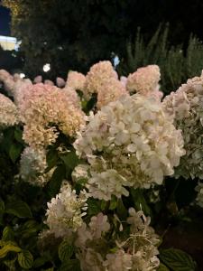 Lemon & Soul Makadi Garden - 45