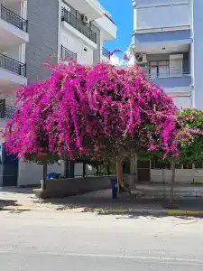 Saritas ONLY FAMILY CONCEPT - 77