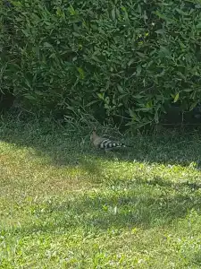 Dubai Marine Beach Resort & Spa - 63