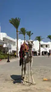 Baron Palms Adults Friendly Only 16 years plus Boutique Style - 35