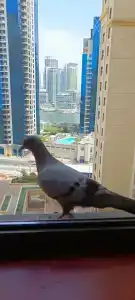 Roda Amwaj Suites Jumeirah Beach Residence - 40