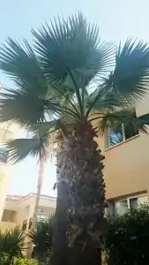 Malama Beach Holiday Village - 44