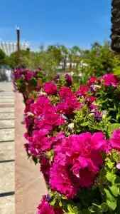 Dobedan World Palace ''Ex Brand Alva Donna World Palace '' - 39