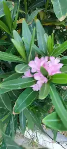 Tourist Antalya - 60