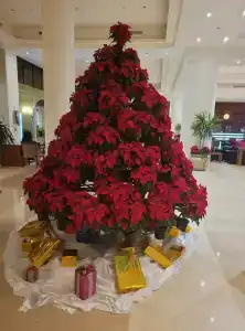 Cleopatra Luxury Resort Makadi Bay (Adults Only) - 39