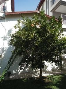 Sunlight Garden - 62