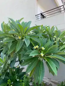 Atlantica Golden Beach - Adults Only - 12