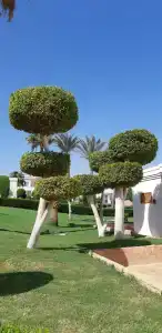 Club Reef Resort & Spa - 78
