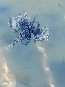 Gafy Resort Aqua Park - 28