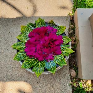 Ravindra Beach Resort & Spa - SHA Extra Plus - 99