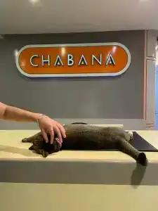 Chabana Kamala - 15