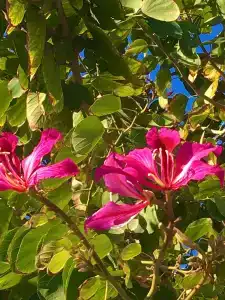 Megasaray Westbeach Antalya - All Inclusive - 71