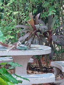 Rabbit Resort Pattaya - 50