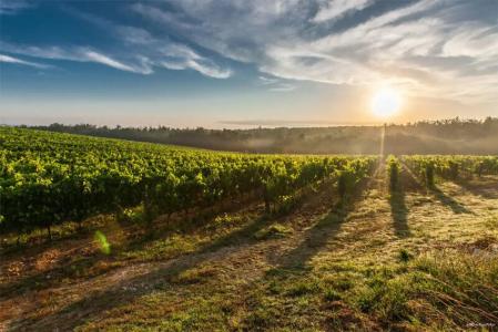 Alli Due Buoi Rossi - 20