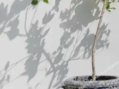 Palacio Santa Clara, Autograph Collection - 32