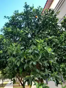 Sunlight Garden - 32