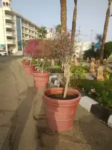 Lido Sharm Naama Bay - 34