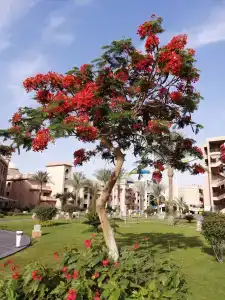 Pickalbatros Aqua Park Resort - 92