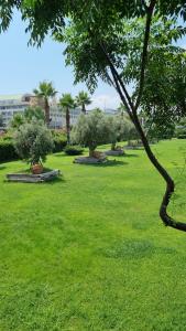 Crystal Prestige Elite - 59