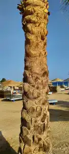 Amarina Abu Soma Resort & Aquapark - 40