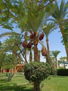 Ali Baba Palace -Families and Couples Only- - 37