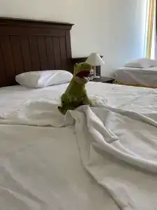 Side Palm D'or All Inclusive - 48