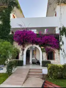 Belconti Resort - 24