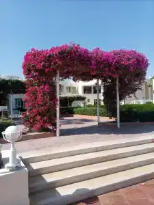 Sharm Reef Resort - 4