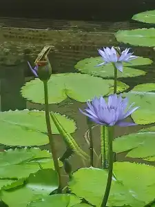 Holiday Inn Resort Phuket, an IHG - 52