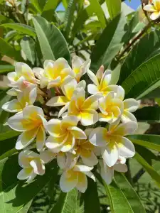 Grand Oasis Resort - 68