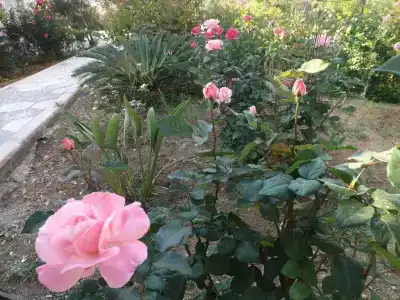 Paradise - 10