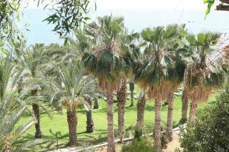 Ascos Coral Beach - 48