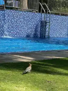 Rixos The Palm & Suites - Ultra All Inclusive - 54