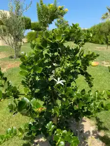 Sheraton Soma Bay Resort - 72