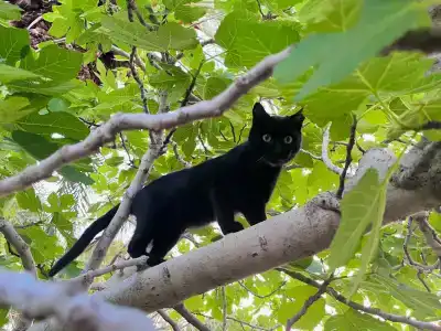 Akka Alinda - Premium Ultra All Inclusive - 28