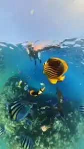 Parrotel Lagoon Waterpark Resort - 55